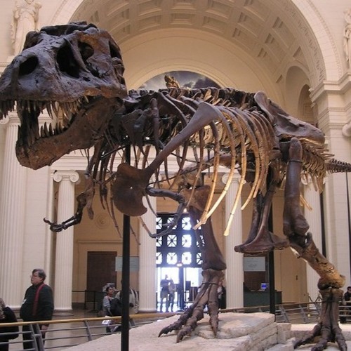 Безкоштовний вхід!!! Field Museum of Natural History